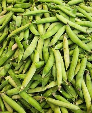 평창산들농장님의 작성글 사진