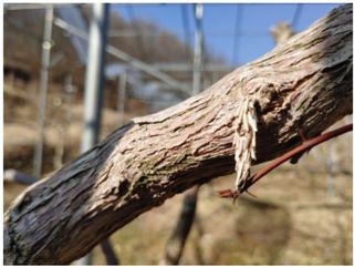 손대영님의 기타작물 · 병해충상담 작성글 사진