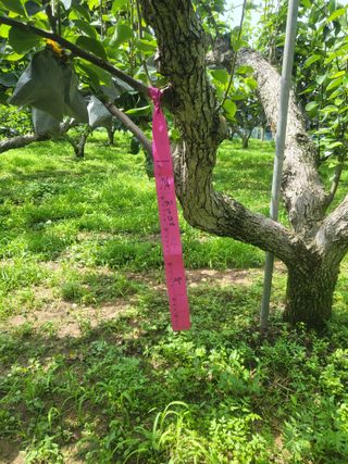 형설농원 정순정님의 배 · 자연재해•동물피해 작성글 사진