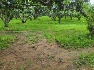 형설농원 정순정님의 배 · 자연재해•동물피해 작성글 사진