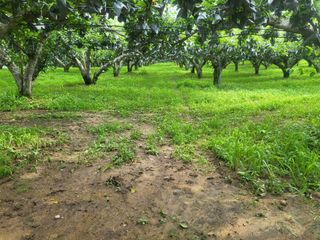 형설농원 정순정님의 배 · 자연재해•동물피해 작성글 사진
