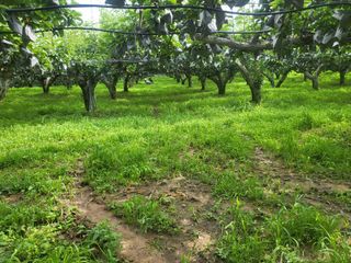 형설농원 정순정님의 배 · 자연재해•동물피해 작성글 사진