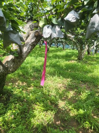 형설농원 정순정님의 배 · 자연재해•동물피해 작성글 사진