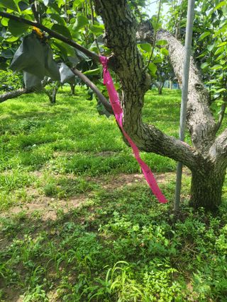 형설농원 정순정님의 배 · 자연재해•동물피해 작성글 사진