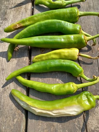 알 수 없음님의 고추 · 병해충상담 작성글 사진