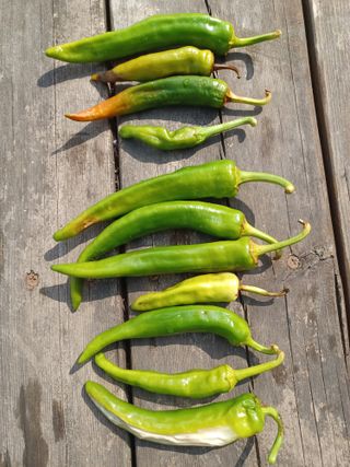 알 수 없음님의 고추 · 병해충상담 작성글 사진