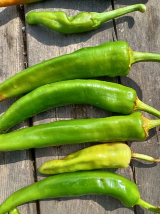 알 수 없음님의 고추 · 병해충상담 작성글 사진