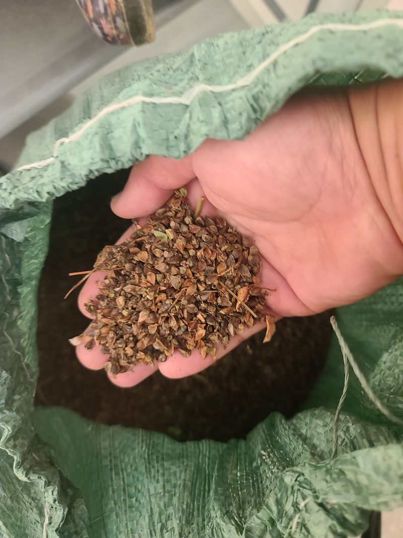 장터 상품 [메밀씨앗 2022년가을수확] 썸네일