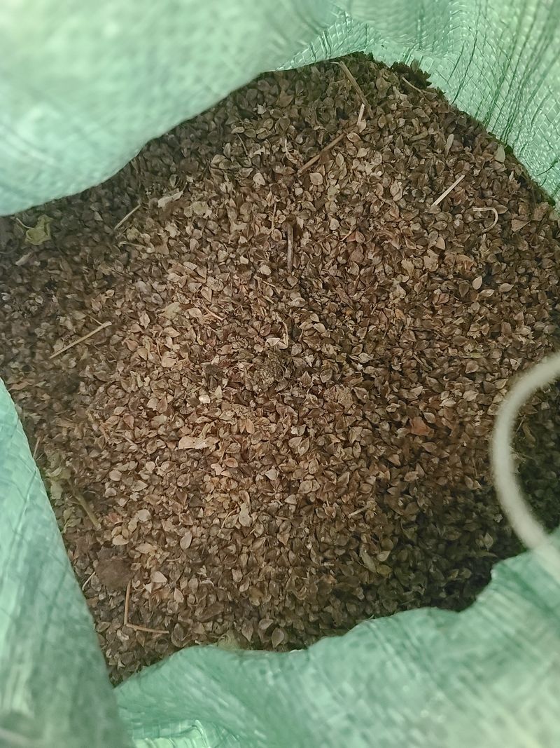 띠띠볼볼농장님의 장터 판매 상품 [메밀씨앗 2022년가을수확] 첨부 사진