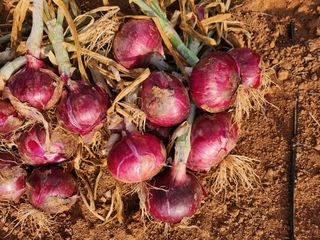 팜블리분매리농윈님의 작성글 사진