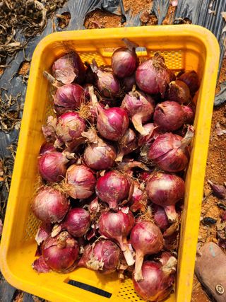 팜블리분매리농윈님의 작성글 사진