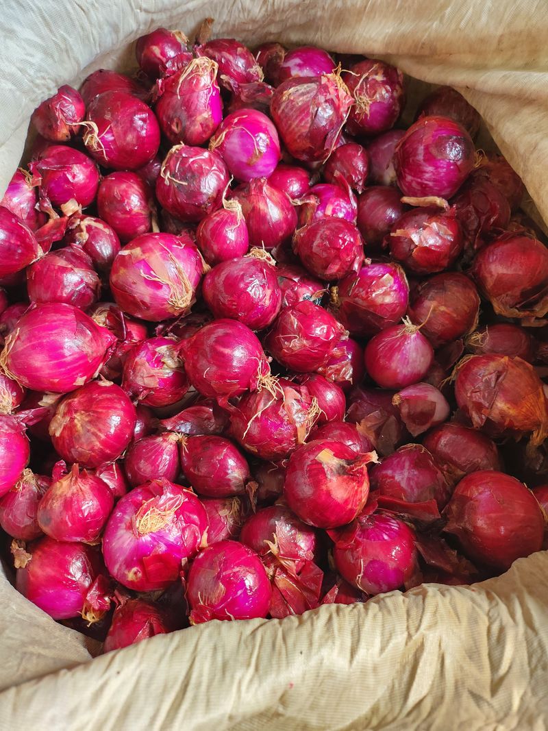 팜블리분매리농윈님의 장터 판매 상품 [자색양파즙(120포)] 첨부 사진