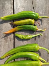 팜모닝 고추·병해충상담 게시글 이미지