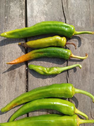 알 수 없음님의 고추 · 병해충상담 작성글 사진