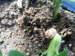 백금이네님의 팜모닝 병해충 연구회 · 병해충상담 작성글 사진