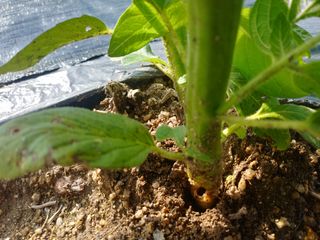 백금이네님의 팜모닝 병해충 연구회 · 병해충상담 작성글 사진