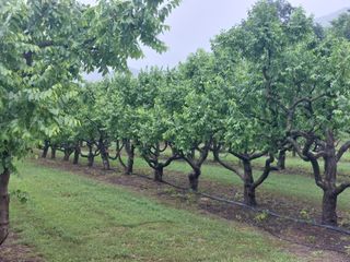 손윤영/수채화농원님의 자유주제 · 자유게시판 작성글 사진