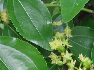 손윤영/수채화농원님의 자유주제 · 자유게시판 작성글 사진