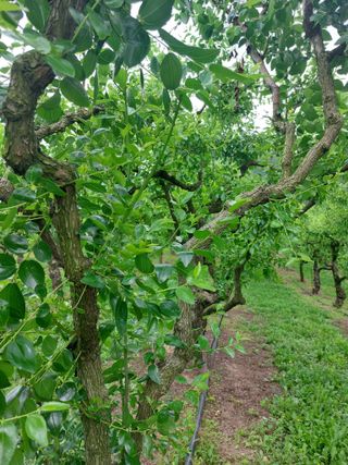 손윤영/수채화농원님의 자유주제 · 자유게시판 작성글 사진