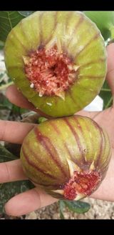 팜모닝 · 게시글 이미지