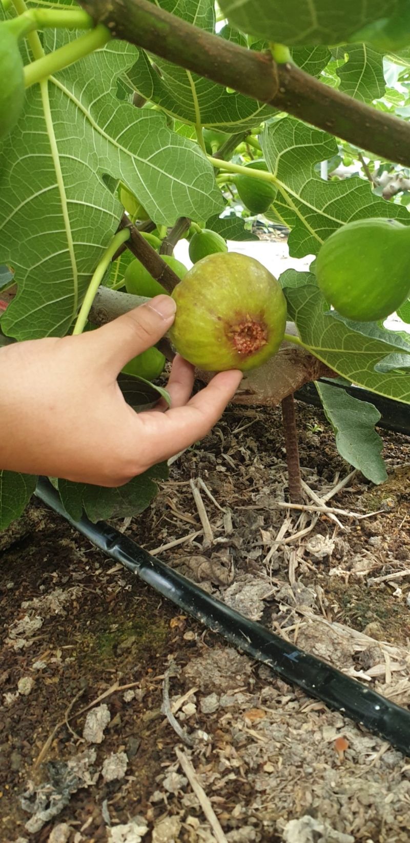 오왕건님의 장터 판매 상품 [생무화과  1.2k] 첨부 사진