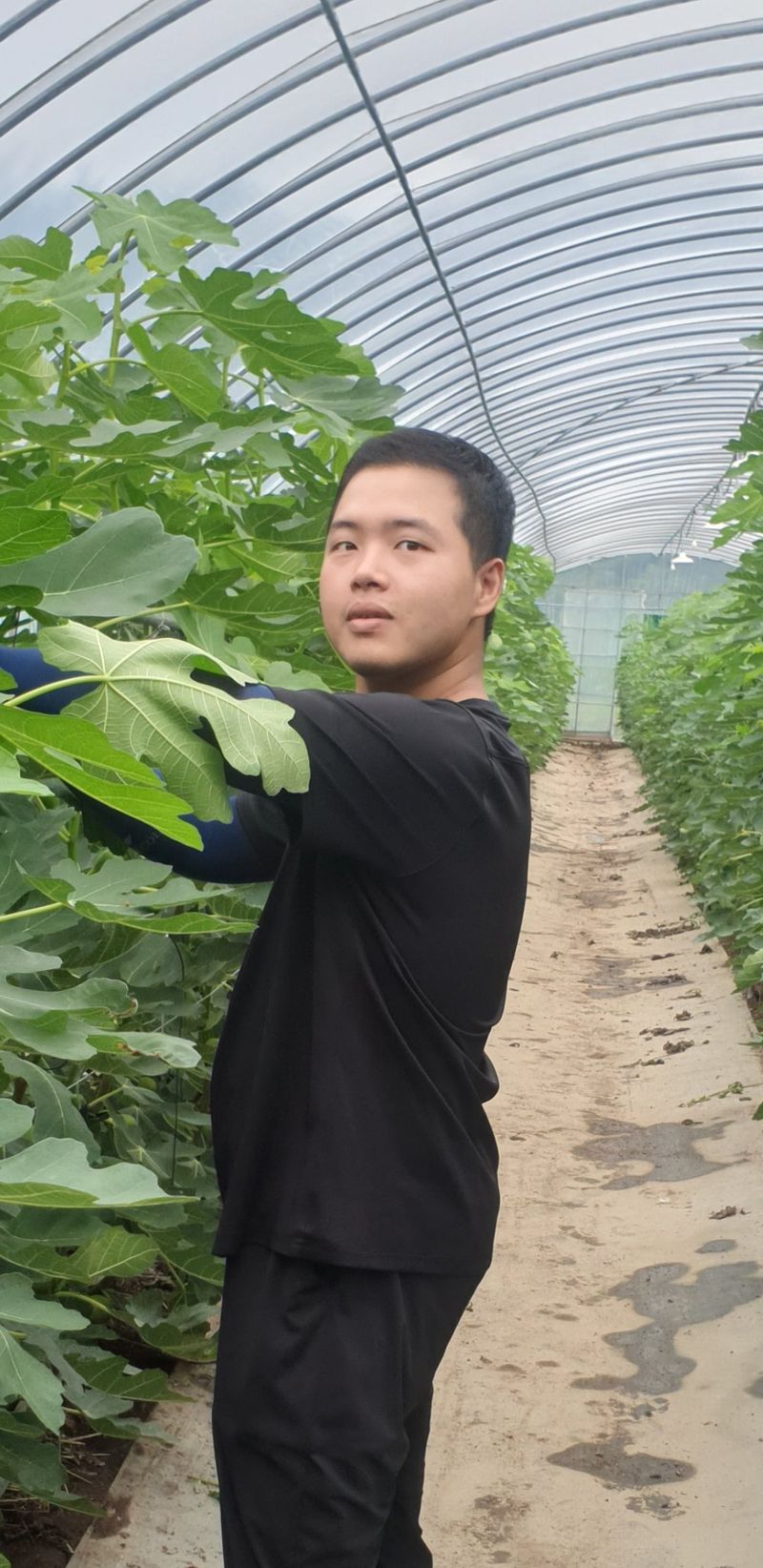 오왕건님의 장터 판매 상품 [생무화과  1.2k] 첨부 사진