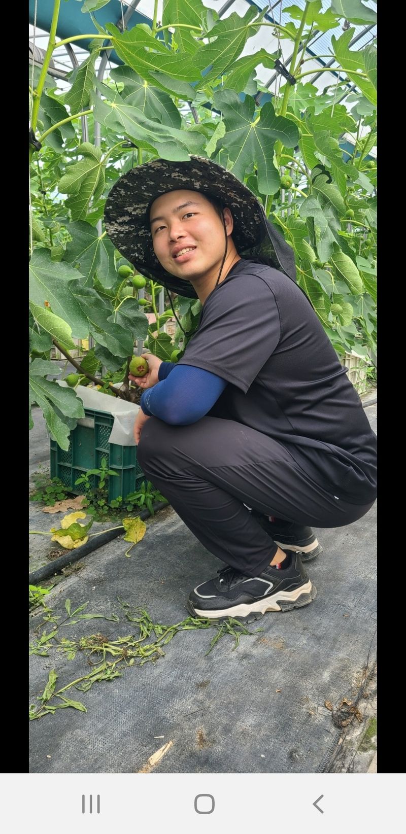 오왕건님의 장터 판매 상품 [생무화과  1.2k] 첨부 사진