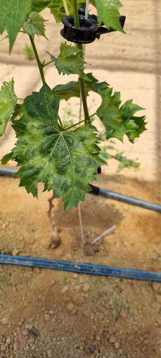 땡초고추님의 포도 · 병해충상담 작성글 사진