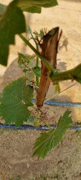 팜모닝 포도·병해충상담 게시글 이미지