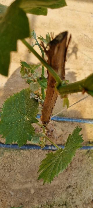 땡초고추님의 포도 · 병해충상담 작성글 사진