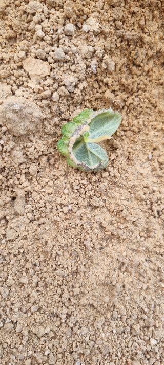 땡초고추님의 포도 · 병해충상담 작성글 사진