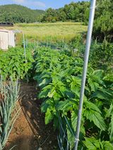 팜모닝 들깨·자유게시판 게시글 이미지