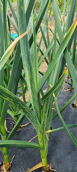 정광님의 마늘 · 병해충상담 작성글 사진