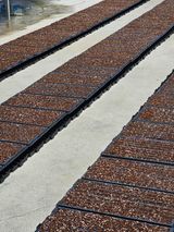 팜모닝 상추·자유게시판 게시글 이미지