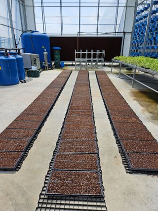 상열님의 상추 · 자유게시판 작성글 사진