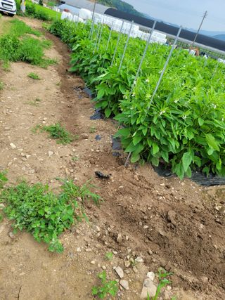 김유숙님의 참깨 · 자유게시판 작성글 사진