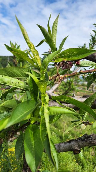 조문기님의 복숭아 · 병해충상담 작성글 사진