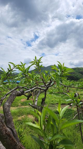 조문기님의 복숭아 · 병해충상담 작성글 사진