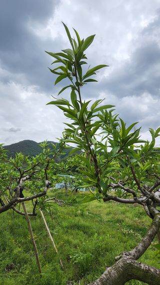 조문기님의 복숭아 · 병해충상담 작성글 사진