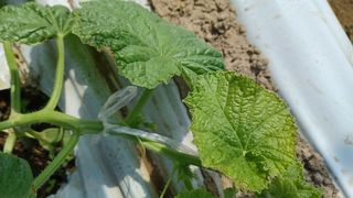 강경희.이님의 기타작물 · 병해충상담 작성글 사진