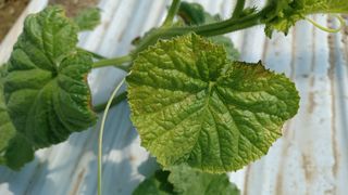 강경희.이님의 기타작물 · 병해충상담 작성글 사진