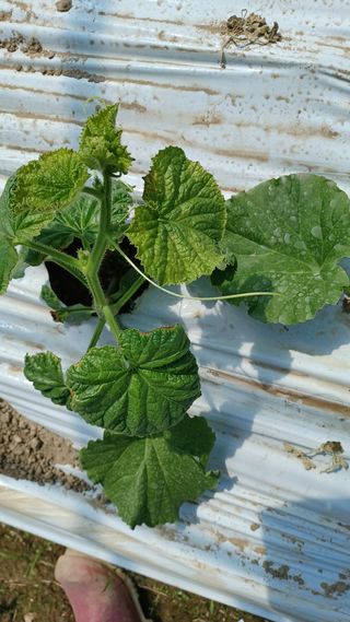 강경희.이님의 기타작물 · 병해충상담 작성글 사진