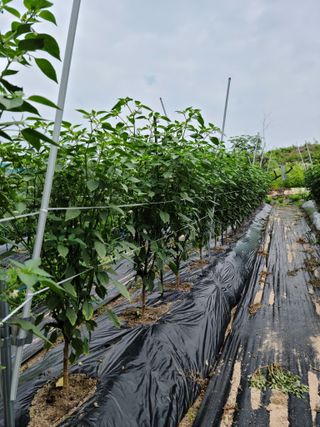 옥산월배님의 고추 · 지주설치•유인•성장 작성글 사진