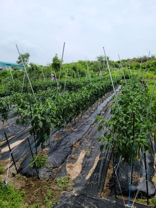 옥산월배님의 고추 · 지주설치•유인•성장 작성글 사진