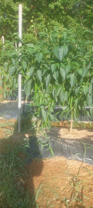 김대업님의 고추 · 일상 작성글 사진