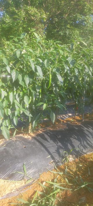 김대업님의 고추 · 일상 작성글 사진