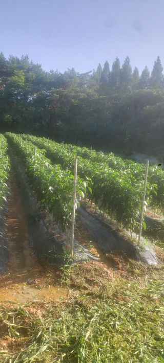 김대업님의 고추 · 일상 작성글 사진
