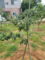 팜모닝 최고의 제초제는 무엇인가요?·참여 게시글 이미지