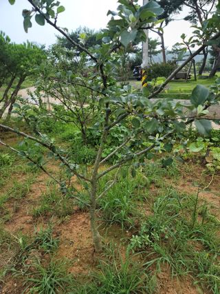 오랜지천사님의 최고의 제초제는 무엇인가요? · 참여 작성글 사진