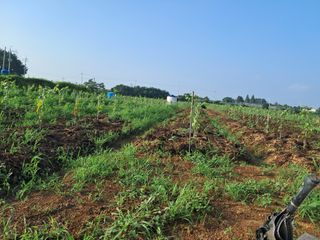 이름 김선희님의 포도 · 자유게시판 작성글 사진